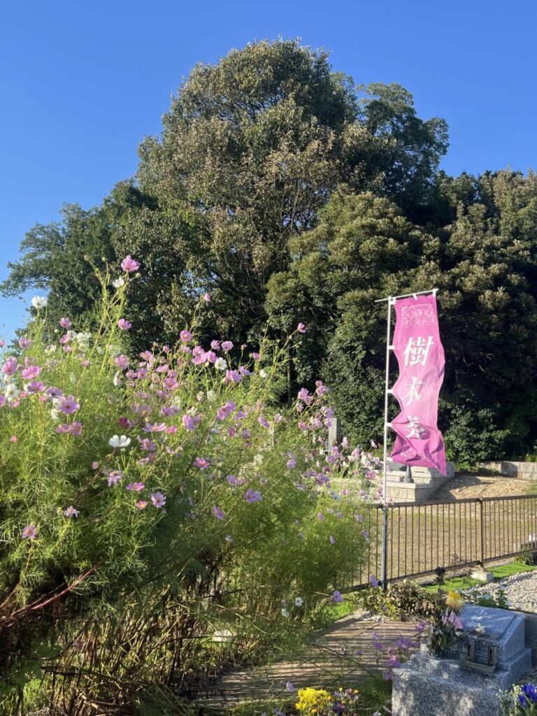 平和公園・緑の丘に咲くコスモスと青空